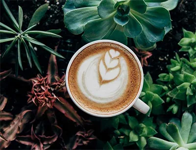 Coffee Plantation